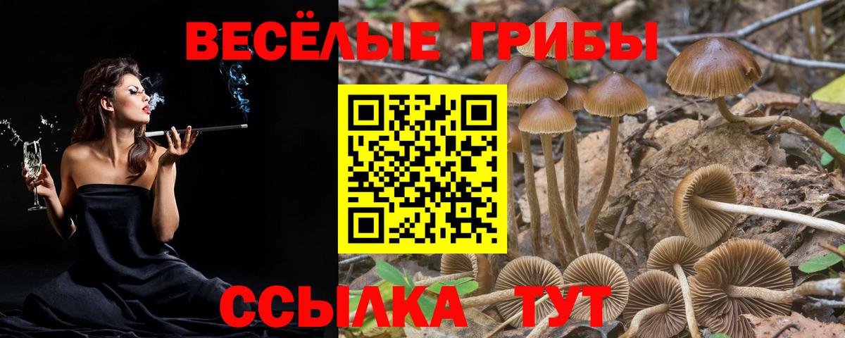 Псилоцибиновые грибы мицелий Боровичи